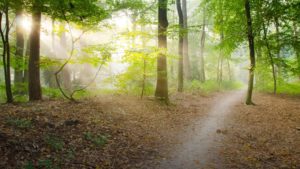 Blog 2 Free Img 300x169